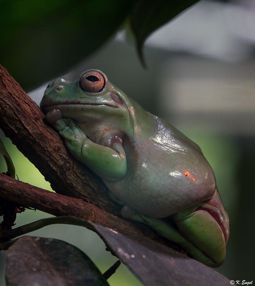 Korallenfinger-Laubfrosch 