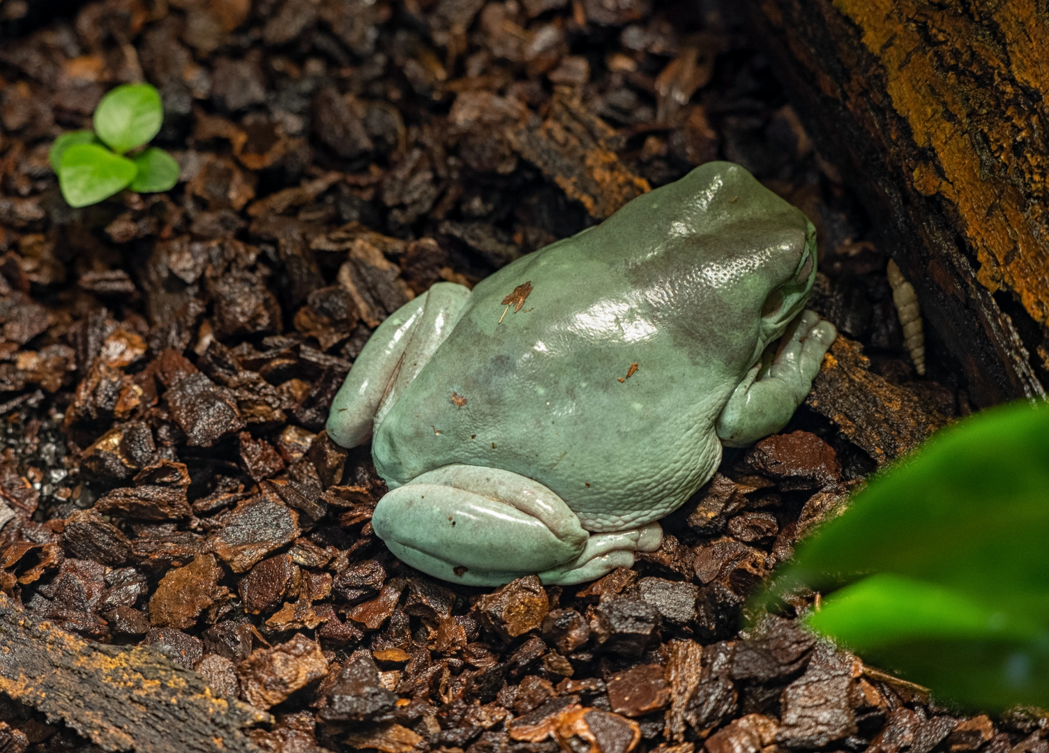 Korallenfinger - Laubfrosch