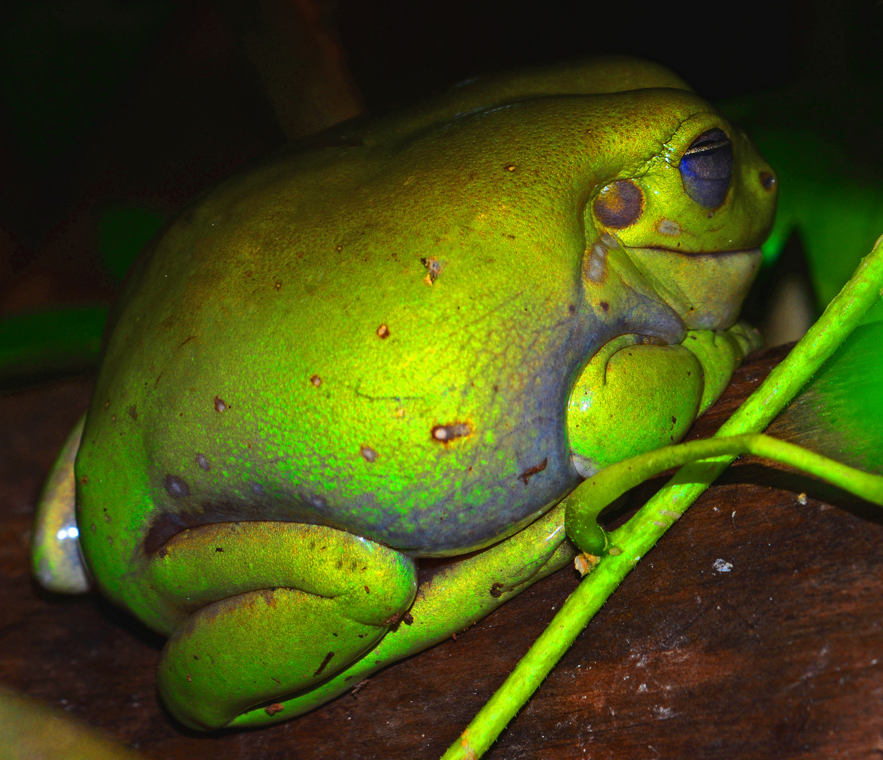 Korallenfinger Laubfrosch aus Australien oder Neuguinea (Litoria Caerulae)