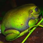 Korallenfinger Laubfrosch aus Australien oder Neuguinea (Litoria Caerulae)