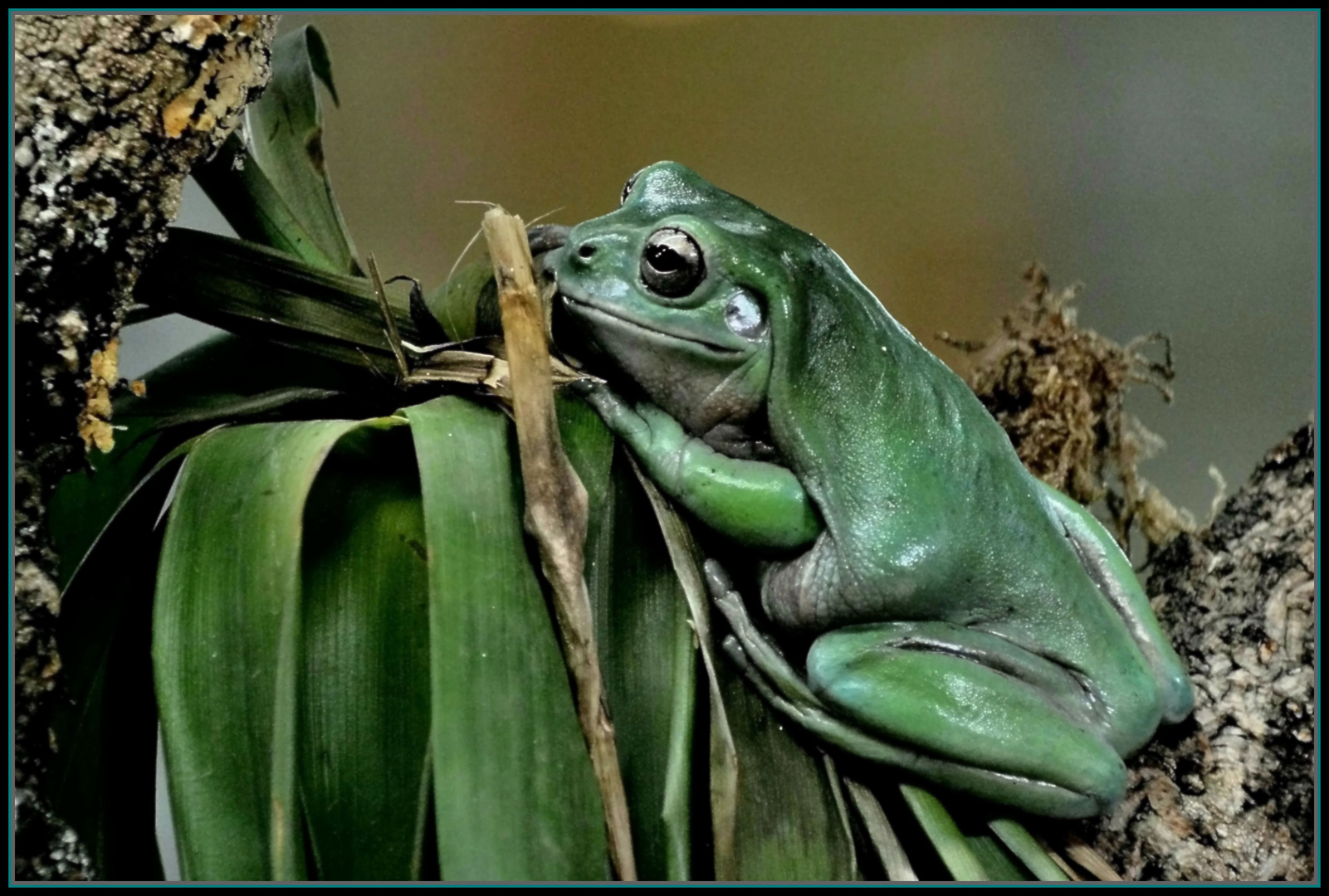 Korallenfinger-Laubfrosch