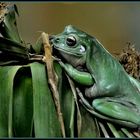 Korallenfinger-Laubfrosch