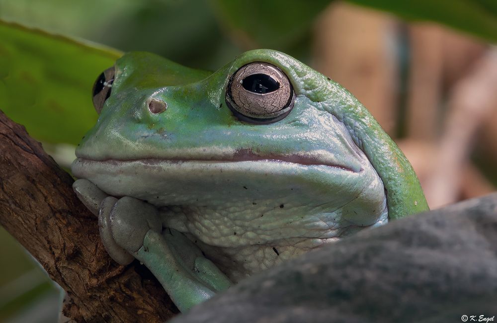 Korallenfinger-Laubfrosch