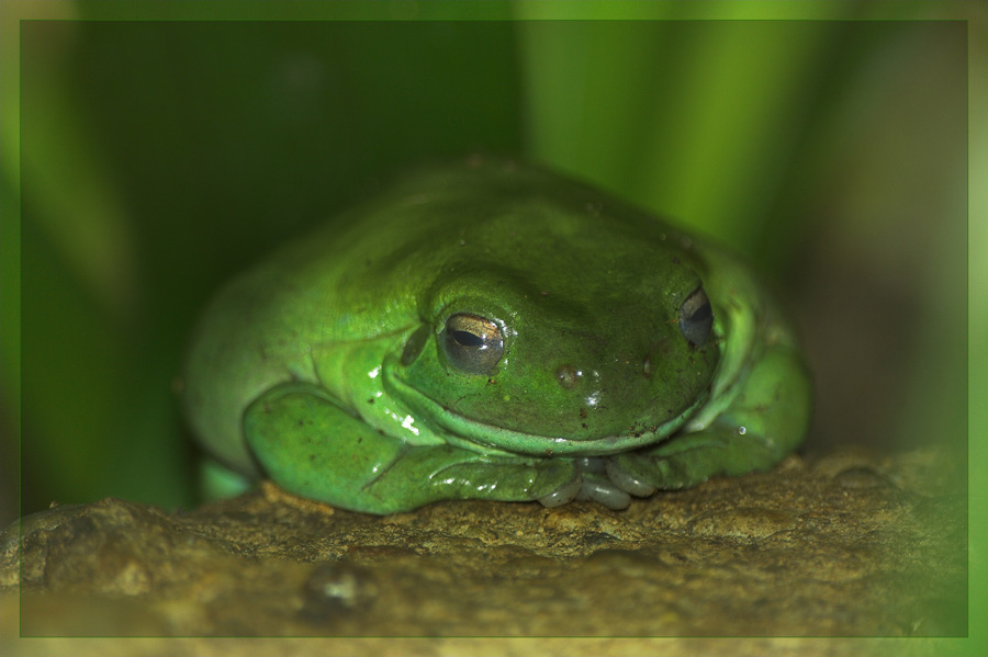 ...Korallenfinger Laubfrosch...