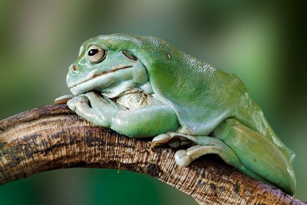Korallenfinger-Laubfrosch [Litoria caerulea]