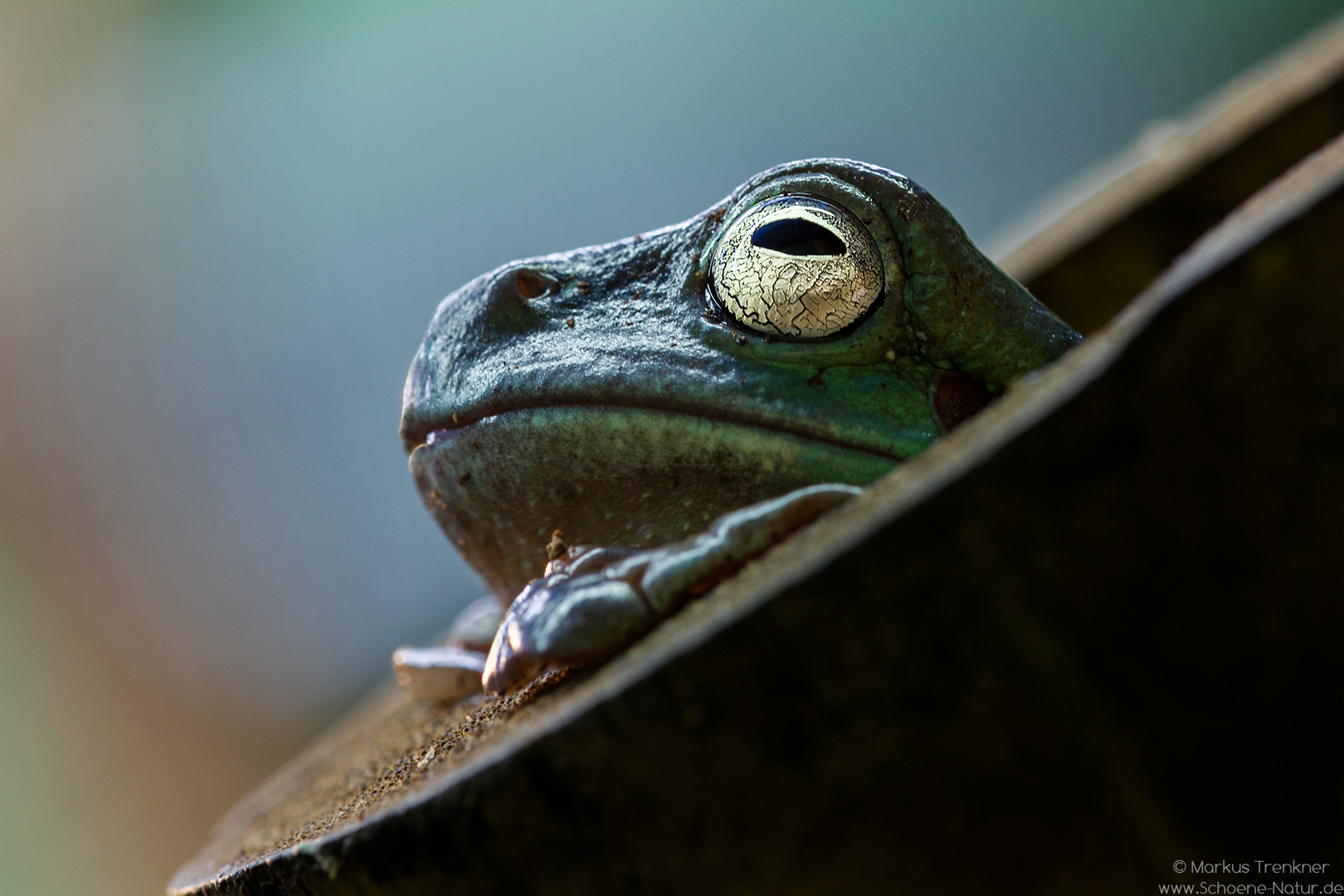 Korallenfinger-Laubfrosch [Litoria caerulea]