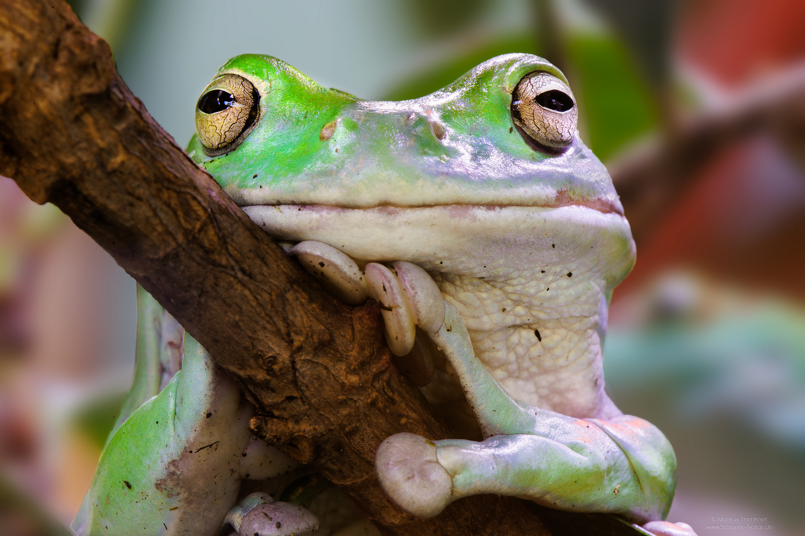 Korallenfinger-Laubfrosch [Litoria caerulea]