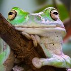 Korallenfinger-Laubfrosch [Litoria caerulea]