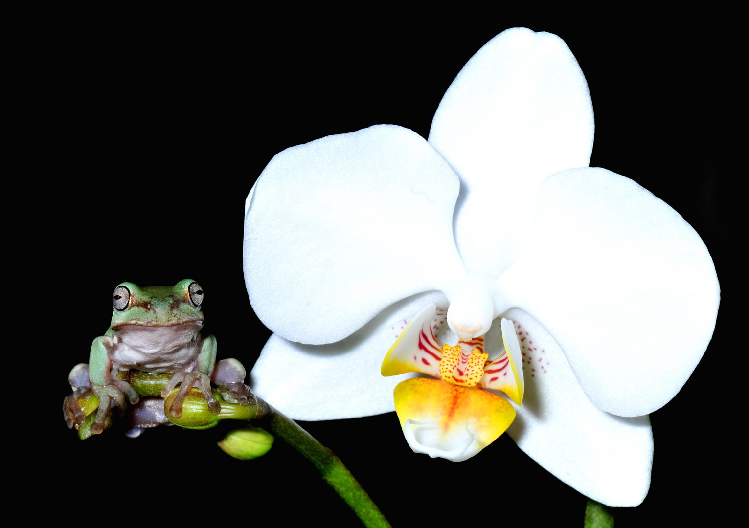 Korallenfinger-Laubfrosch und Orchidee