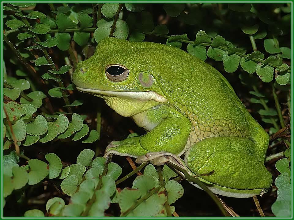 Korallenfinger-Laubfrosch_Hyla caerulea