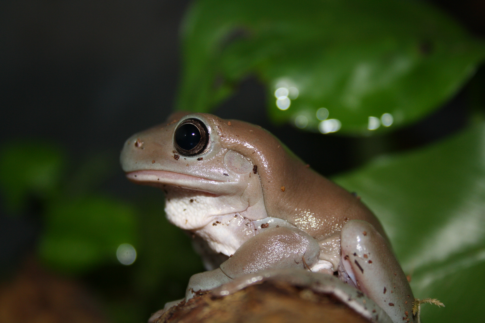 Korallenfingerfrosch