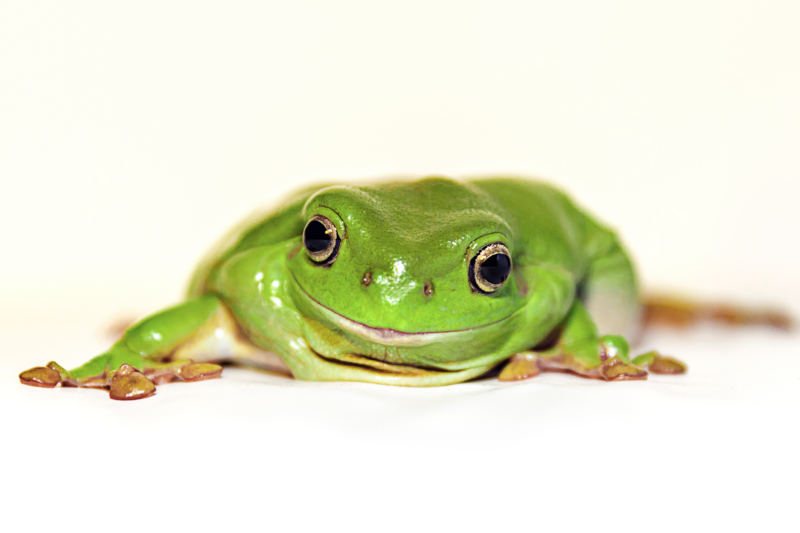 Korallenfingerfrosch