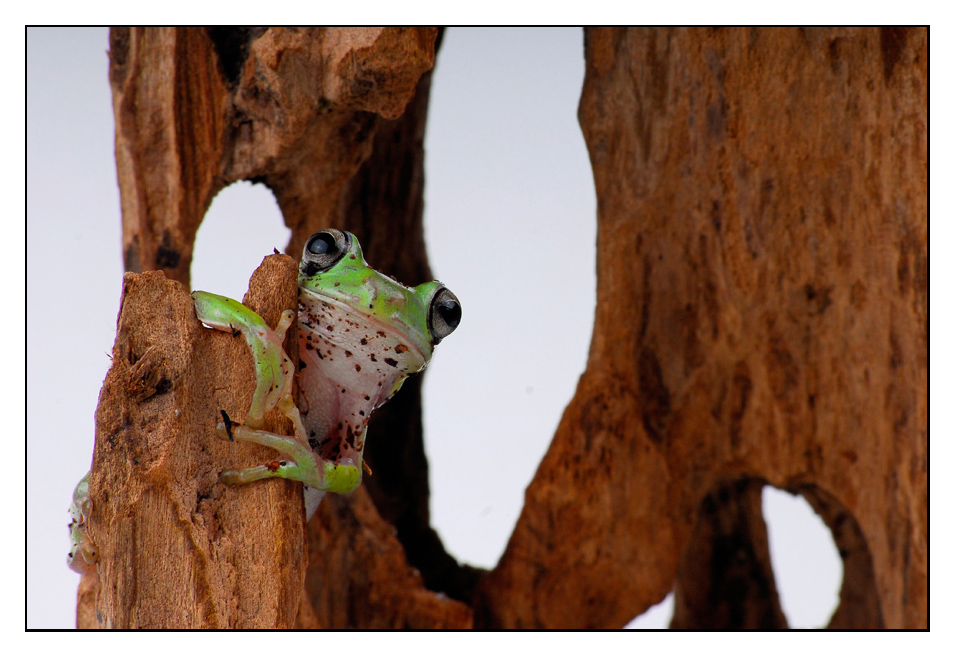 Korallenfingerfrosch