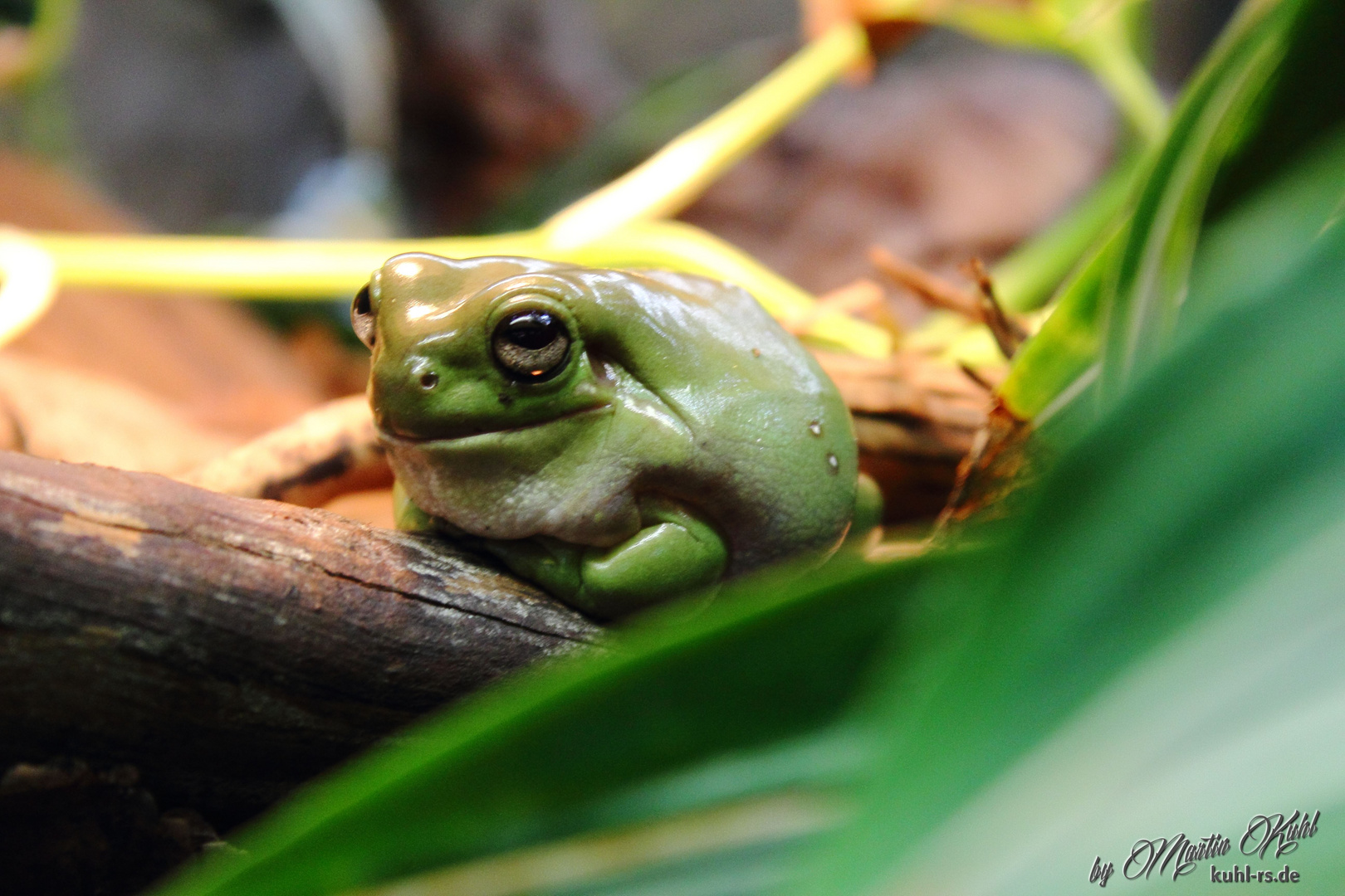 Korallenfingerlaubfrosch