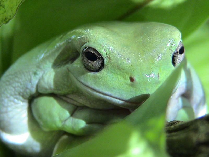 Korallenfingerlaubfrosch