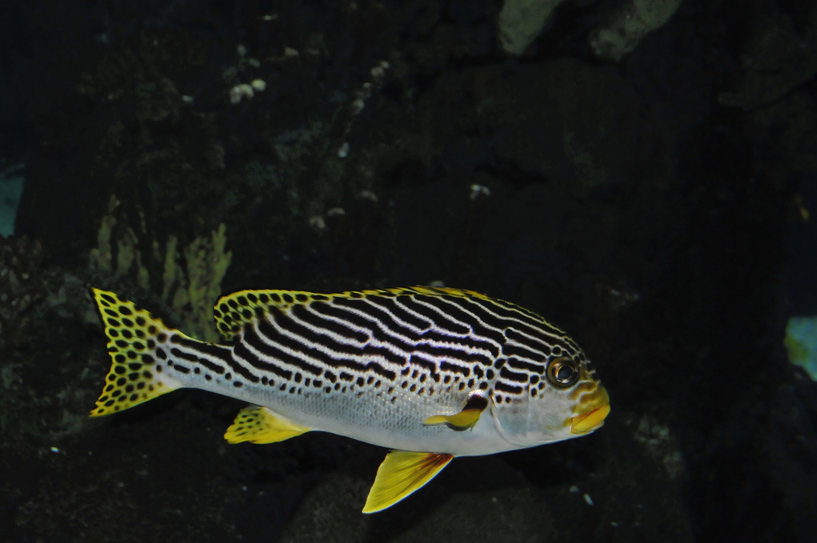 Korallenfisch, Burgers Zoo Ocean, Arnheim, Niederlande