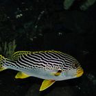 Korallenfisch, Burgers Zoo Ocean, Arnheim, Niederlande