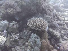 Korallengarten 3