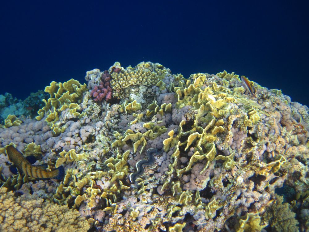 Korallengarten in der Nabq Bay Ägypten