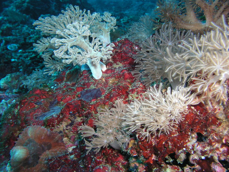 Korallengarten Malapascua, Cebu, Philippines