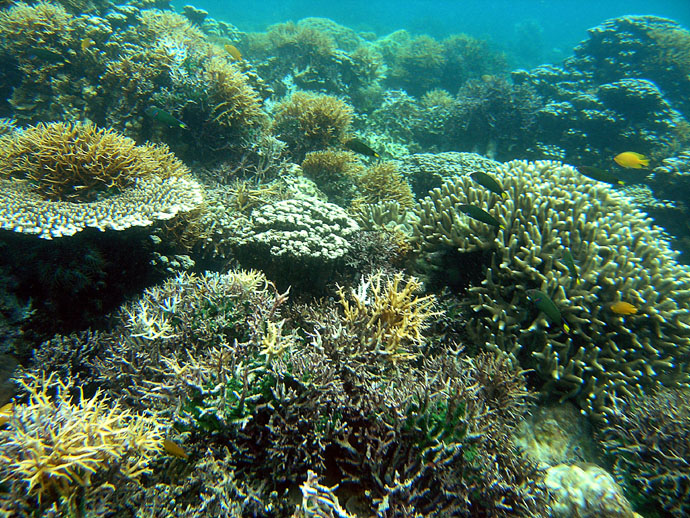 Korallengarten vor Malapascua