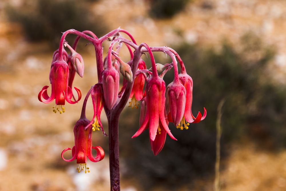 Korallenglöckchen (Cotyledon orbiculata)