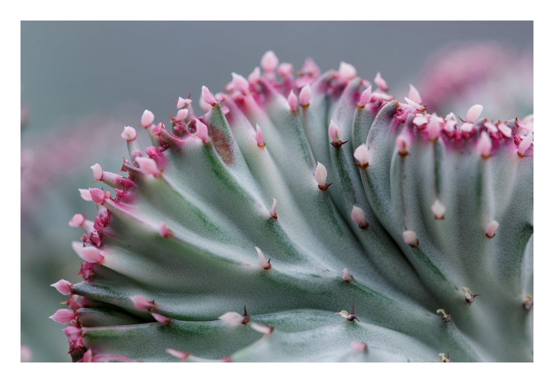 Korallenkaktus (euphorbia lactea)