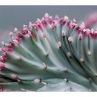 Korallenkaktus (euphorbia lactea)