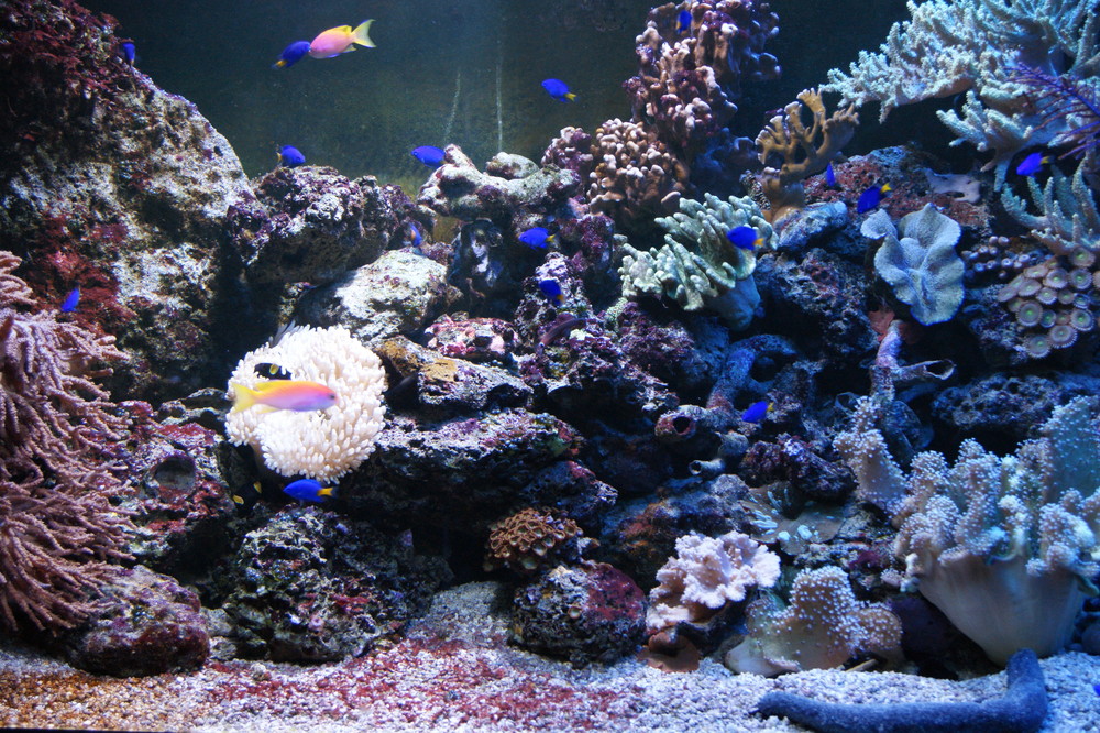 Korallenlandschaft im Sea-Life München