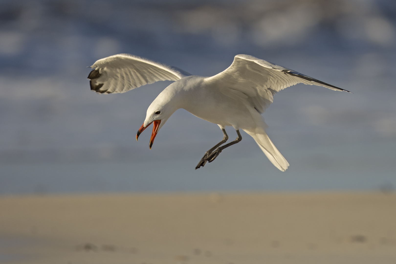 Korallenmöwe im Anflug