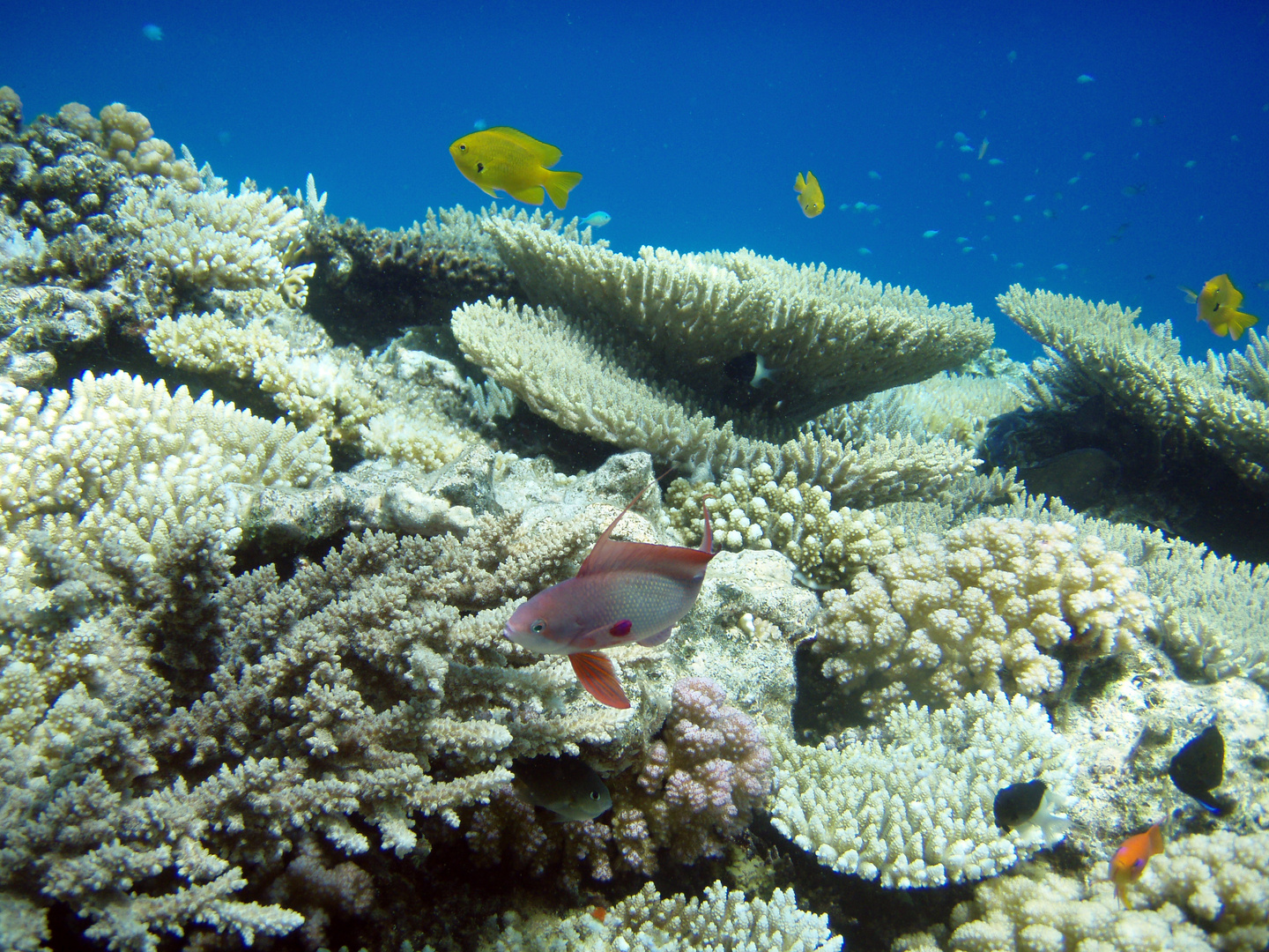 Korallenpanorama im Roten Meer