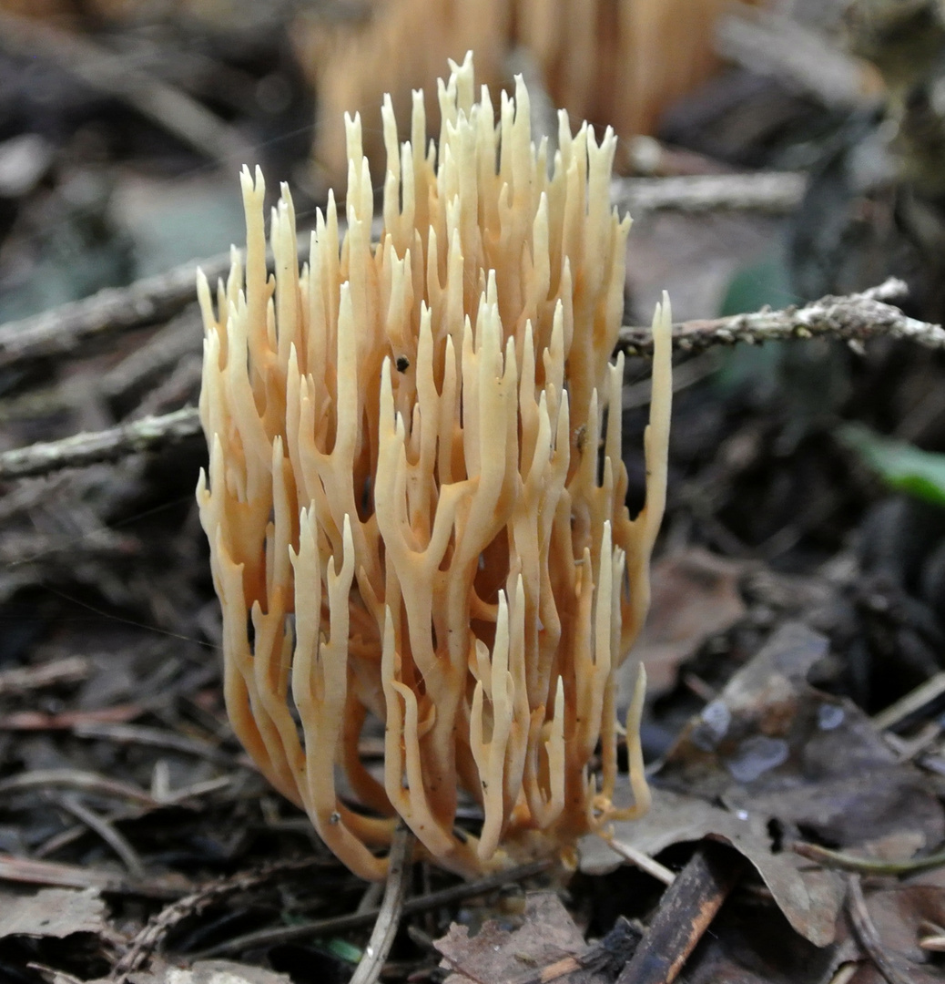 Korallenpilz