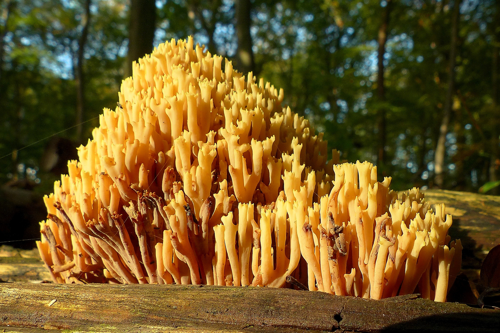 Korallenpilz