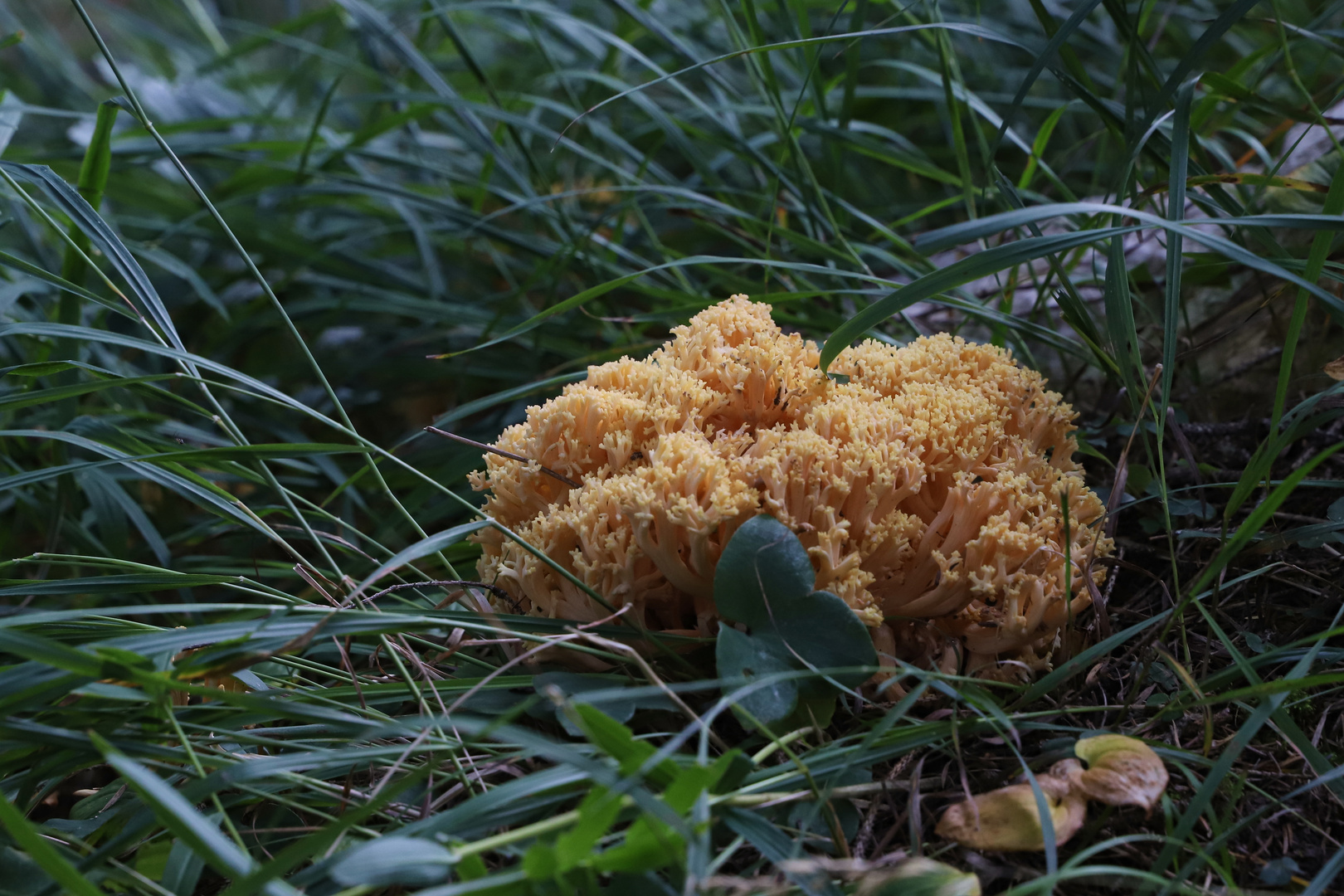 Korallenpilz (2019_09_13_6373_ji)