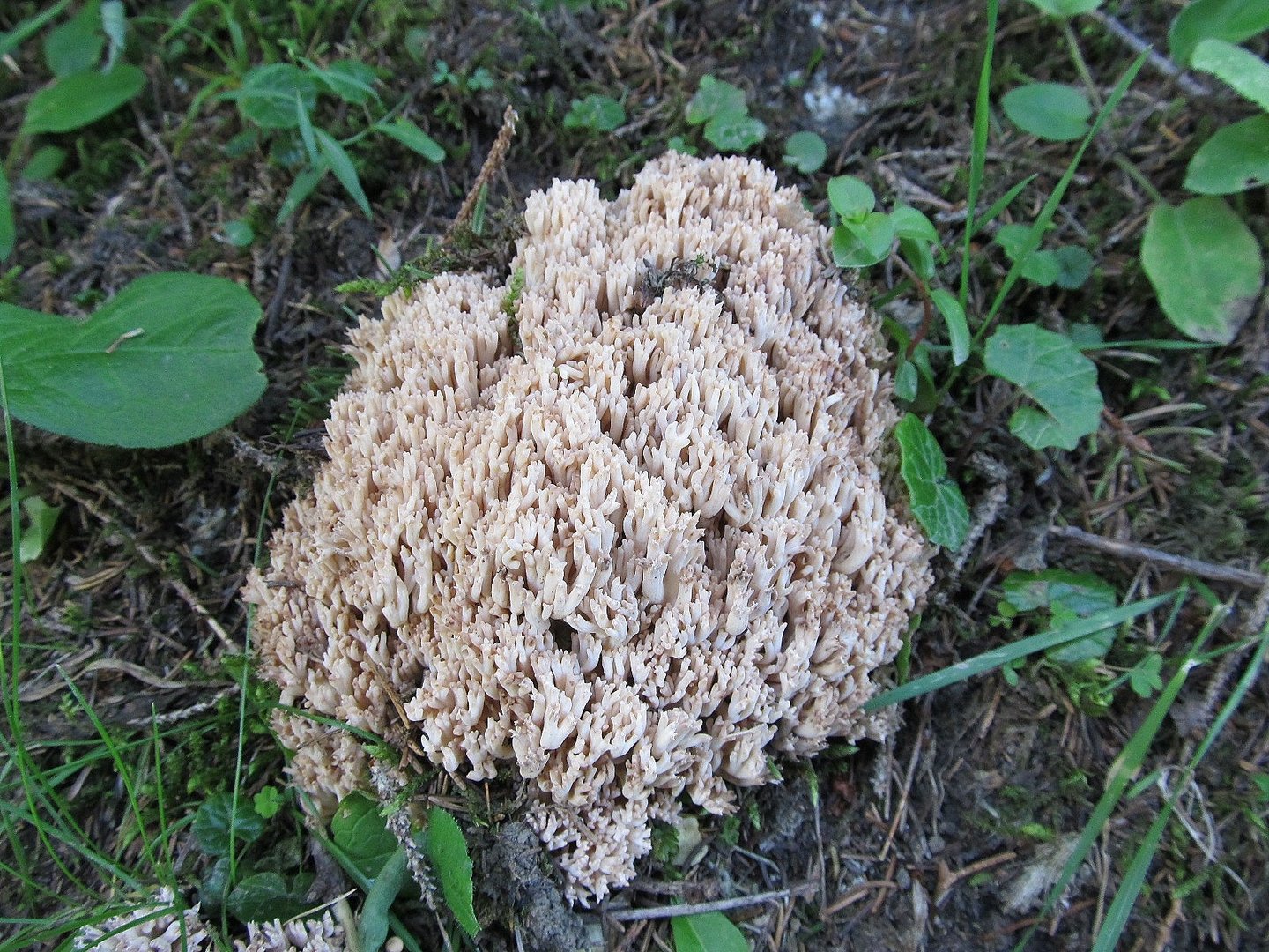 Korallenpilz