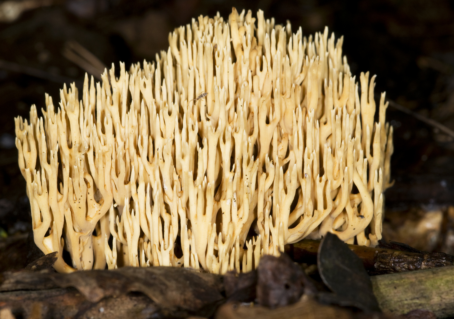 Korallenpilz