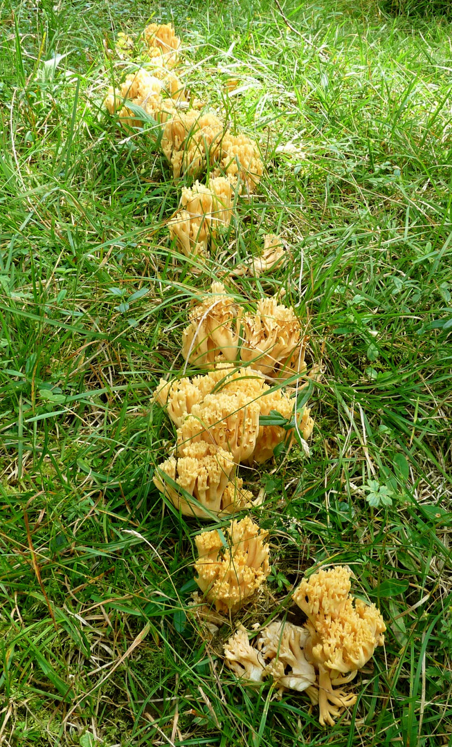 Korallenpilz