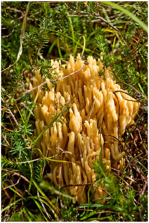 Korallenpilz