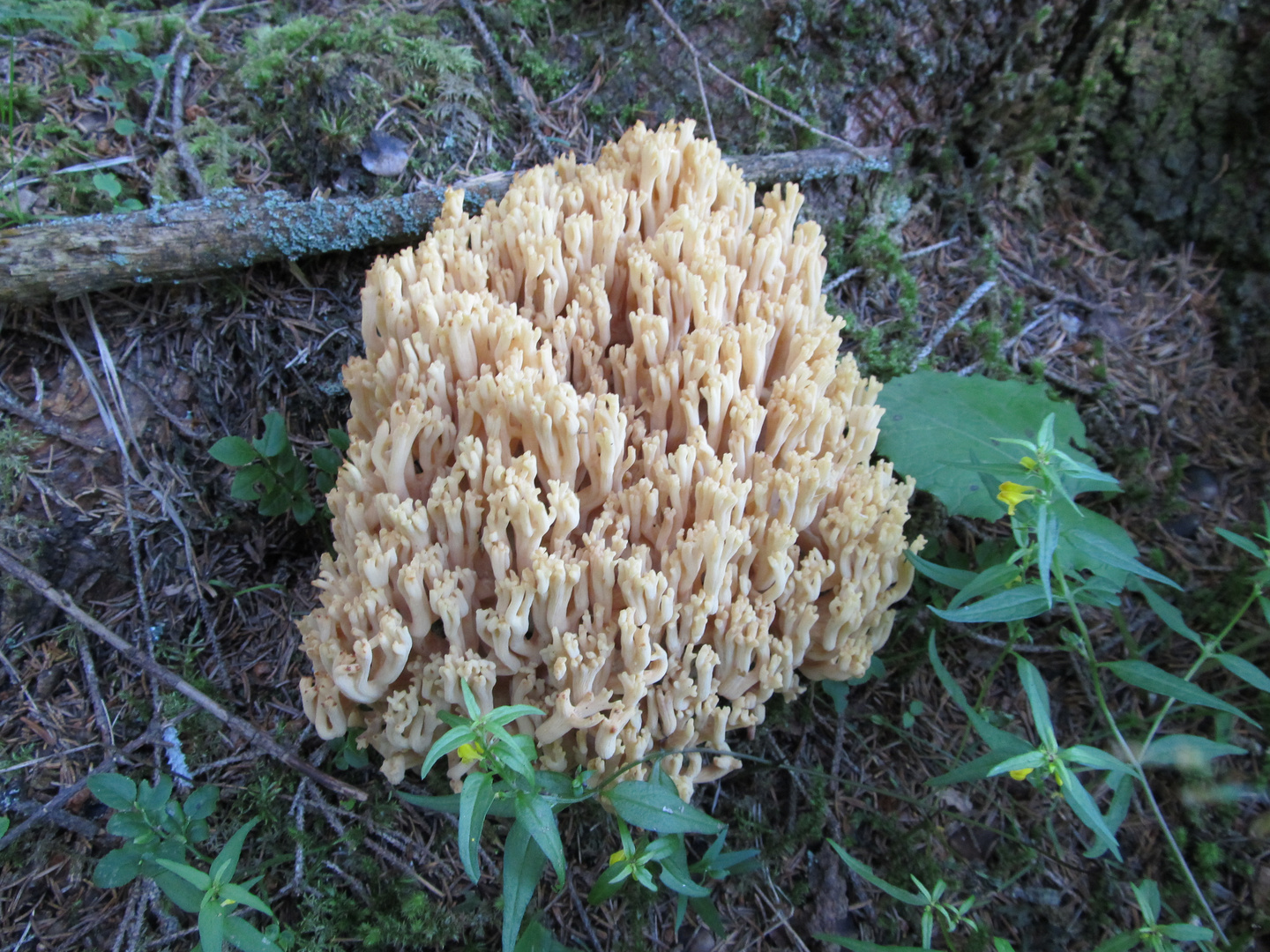 Korallenpilz aus der Achensee Gegend