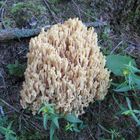 Korallenpilz aus der Achensee Gegend