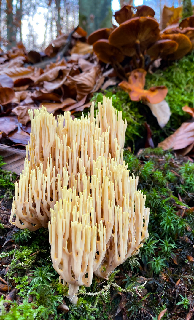 Korallenpilz