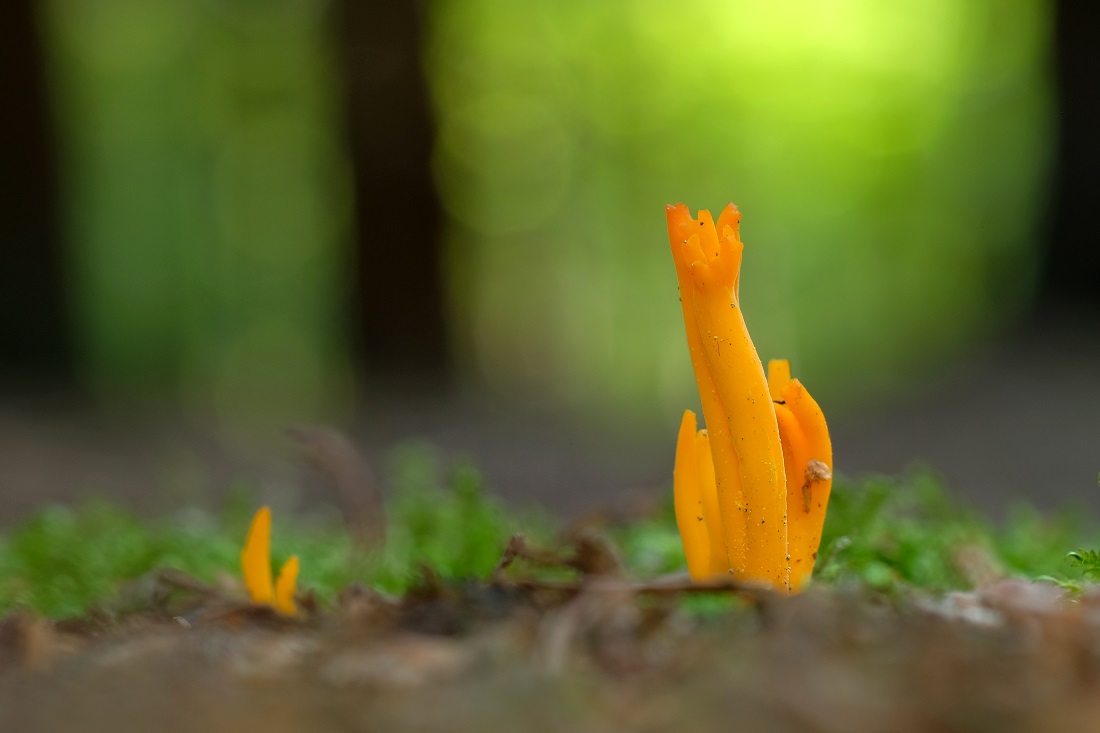 Korallenpilz(?) im Wald