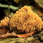 Korallenpilz (ramaria)