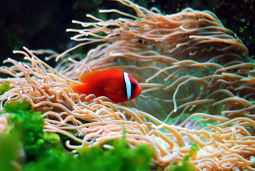 Korallenriff Foto & Bild | tiere, zoo, wildpark ...