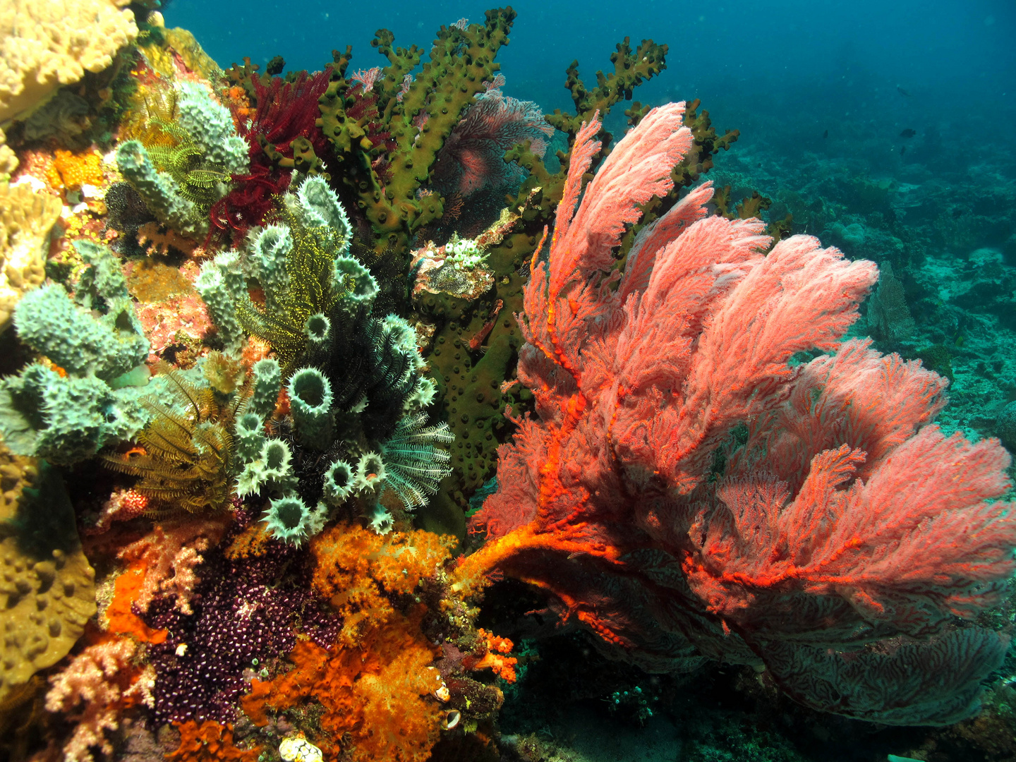 Korallenriff Busa Bora - Bangka Island bei Nord Sulawesi