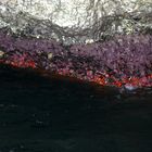 Korallenriff Capri