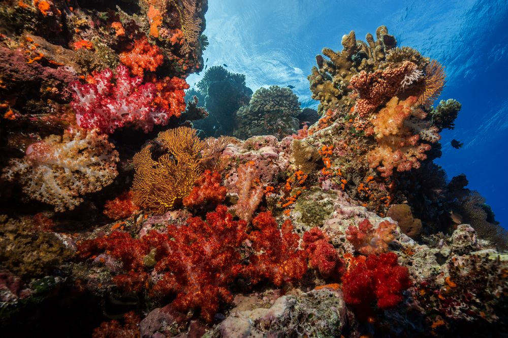 Korallenriff Foto & Bild  wasser, sea, meer Bilder auf fotocommunity