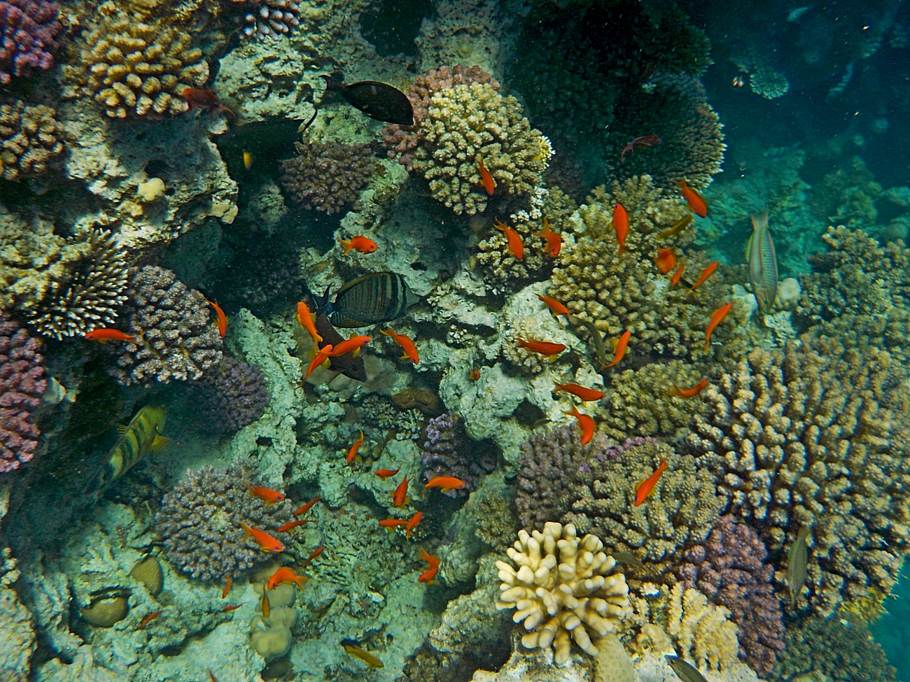 Korallenriff im Roten Meer