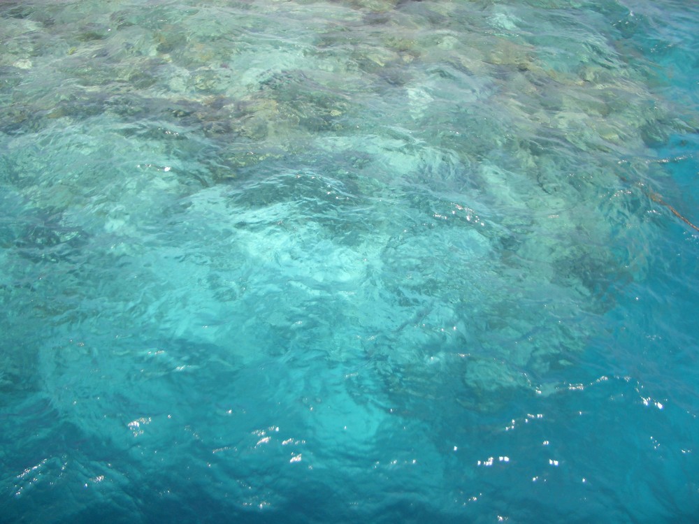 Korallenriff im Roten Meer