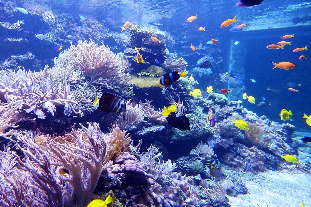 Korallenriff im Zoo Duisburg  - 1